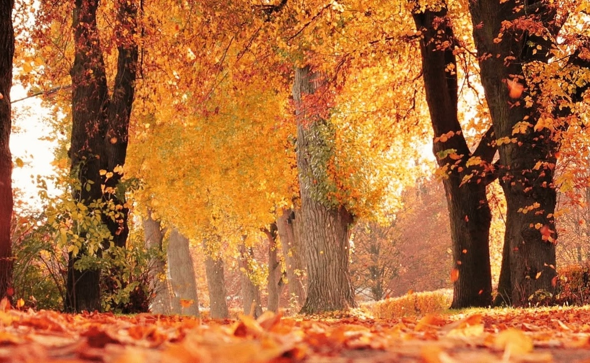 Fall Quest