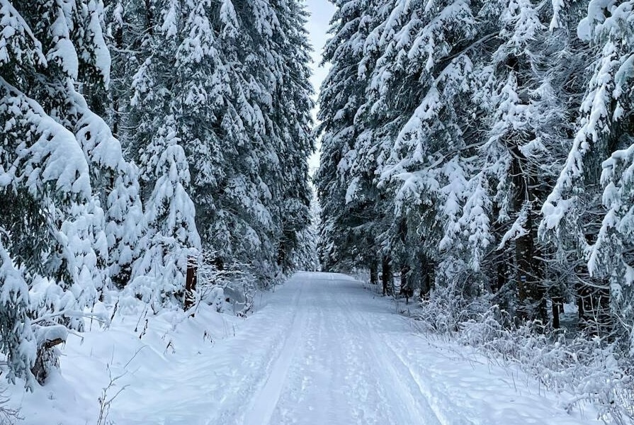 Winter Quest